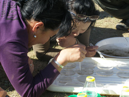 MG1 Identifying waterbugs and interpreting the results.