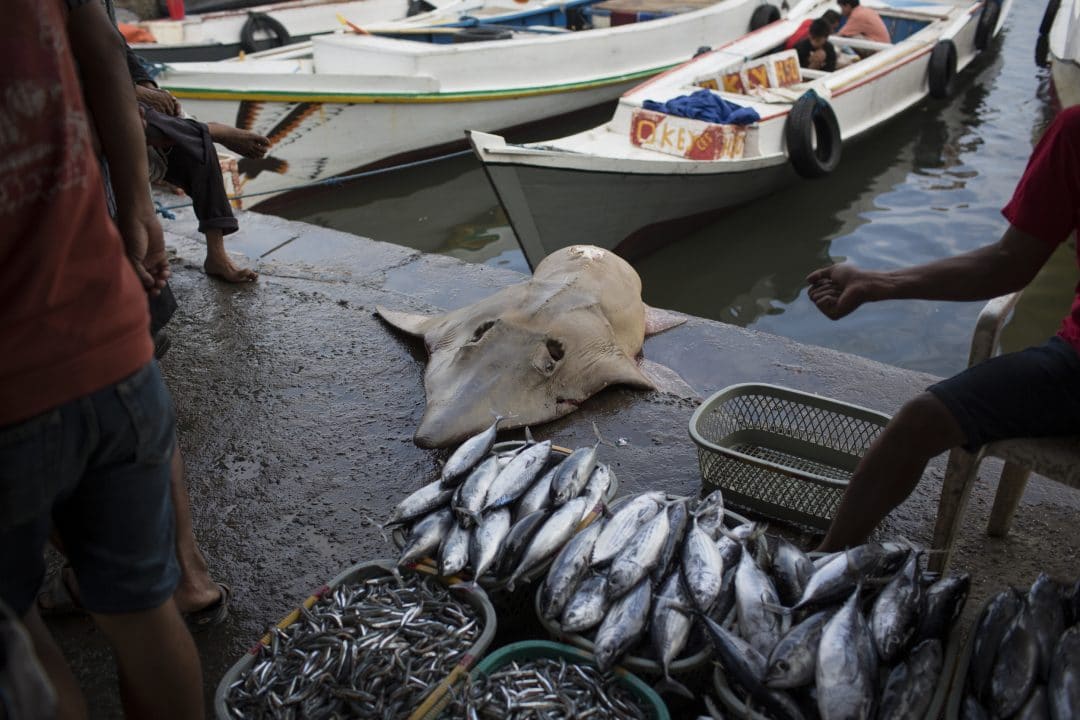 Indonesia Fishery