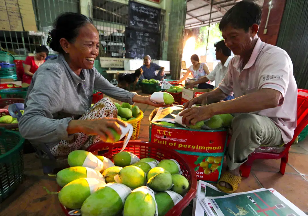 Man and Woman prepare mango fruit for sale