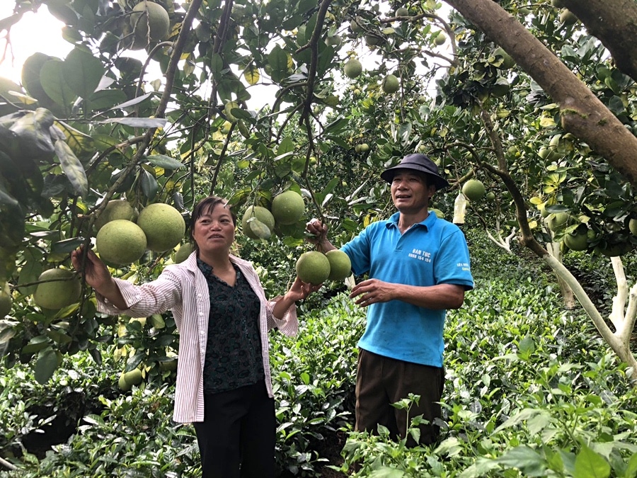 Vietnam Woman and man inspect fruit on tree