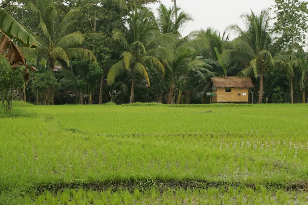 A rice field with a small farm house.