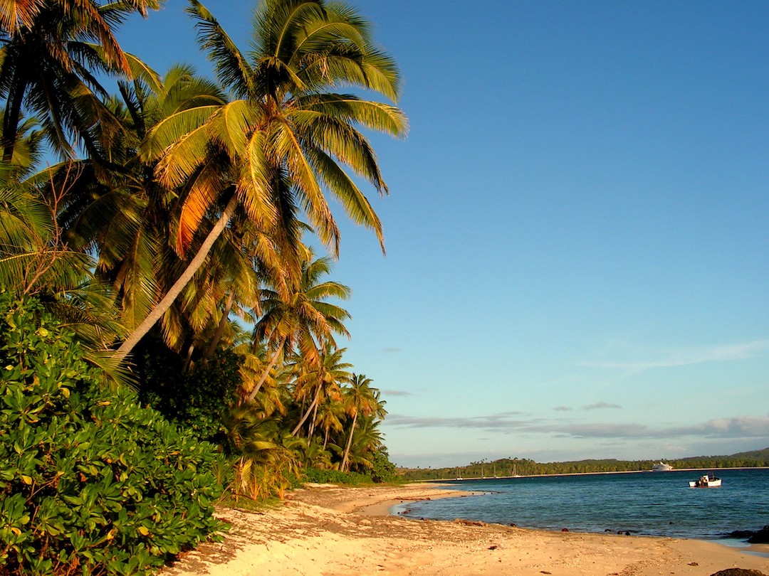 A scenic beach shore with palm trees