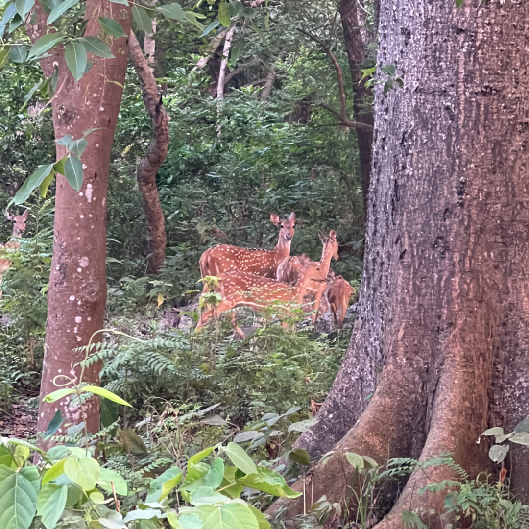 Tourism in Bardiya, Nepal: wildlife, Tharu culture, community hospitality, and nature-based experiences