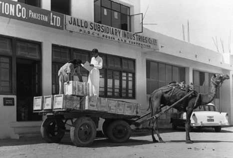 PK_Misc_BFA When the Books for Asia program began operation in Pakistan in the 1950s, books were delivered by camels, as pictured here.