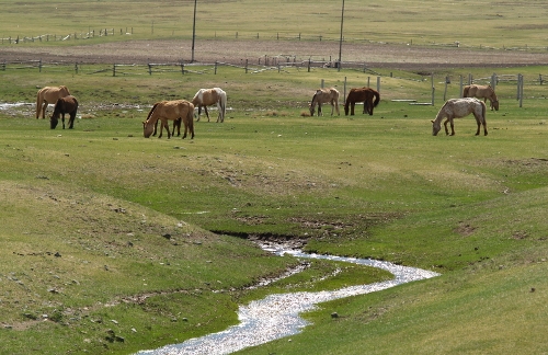 Mongoliapasture Livestock grazing in Mongolia