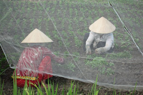 Vietnam farmers