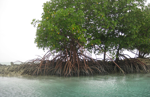 Mangroves in Micronesia