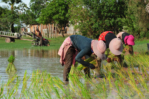 Cambodia Rice Farmers