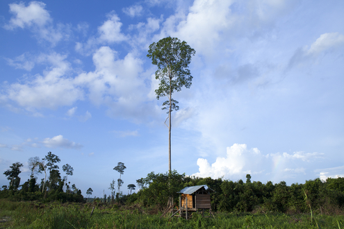 A forest in South Sumatra province, Indonesia. Photo/Armin Hari